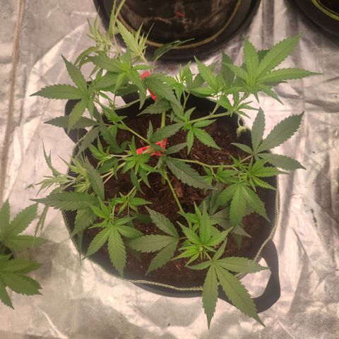 Candy Store growlog timeline photo
