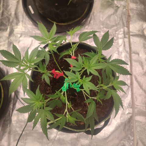 Cap Junky growlog timeline photo