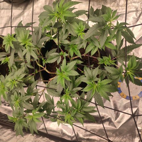 Banoreoz  growlog timeline photo