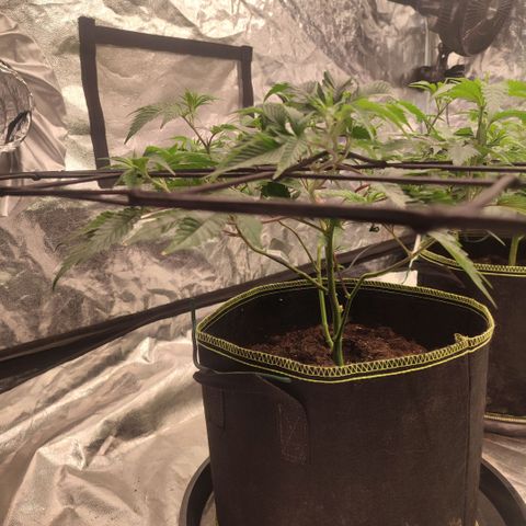 Banoreoz  growlog timeline photo