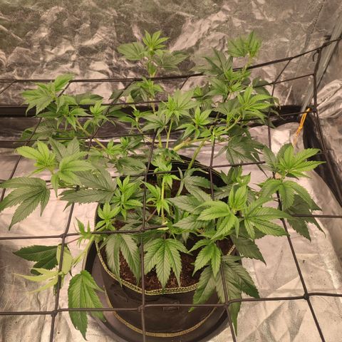 Permanent Marker  growlog timeline photo