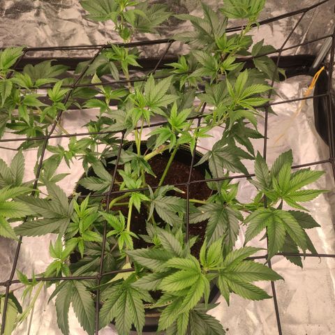 Permanent Marker  growlog timeline photo