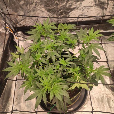 Cap Junky growlog timeline photo