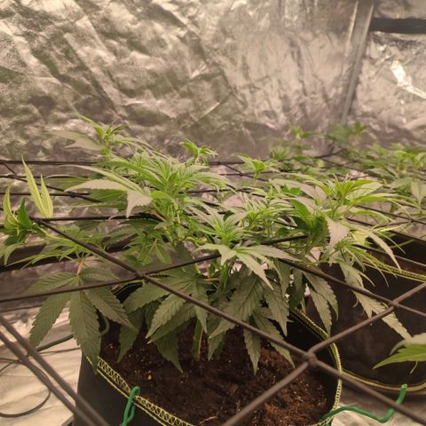 Cap Junky growlog timeline photo