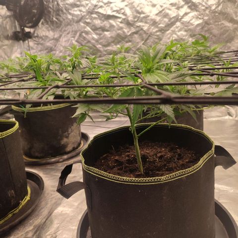 Candy Store growlog timeline photo