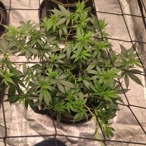 Candy Store growlog timeline photo