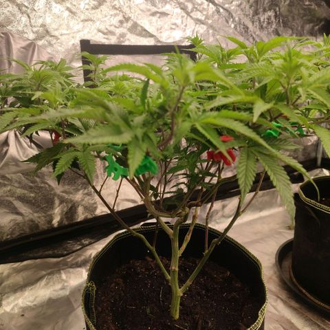 Banoreoz  growlog timeline photo