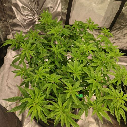 Banoreoz  growlog timeline photo