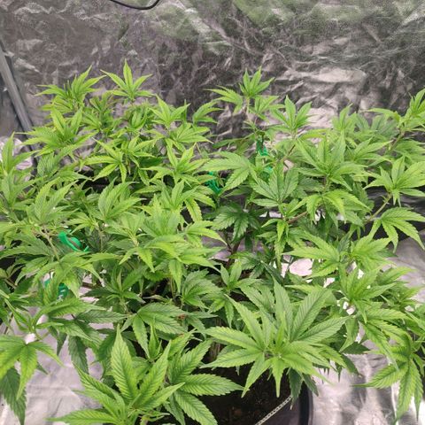 Permanent Marker  growlog timeline photo