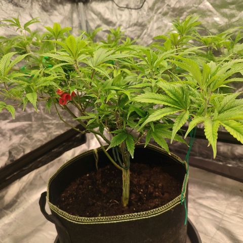 Permanent Marker  growlog timeline photo