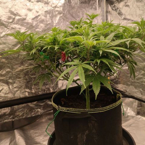 Cap Junky growlog timeline photo