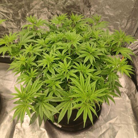 Cap Junky growlog timeline photo