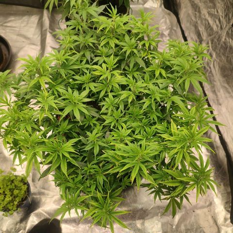 Candy Store growlog timeline photo