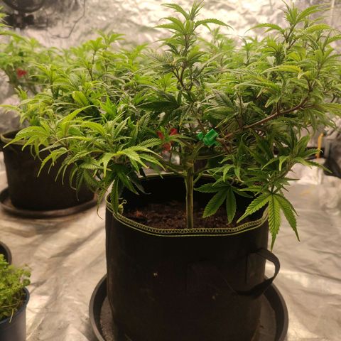 Candy Store growlog timeline photo