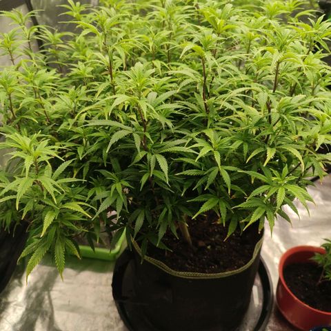 Candy Store growlog timeline photo