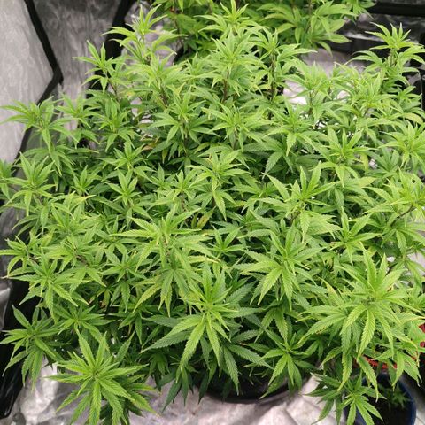 Candy Store growlog timeline photo