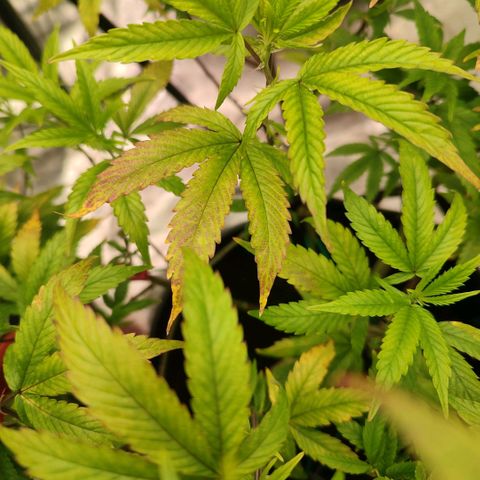 Permanent Marker  growlog timeline photo
