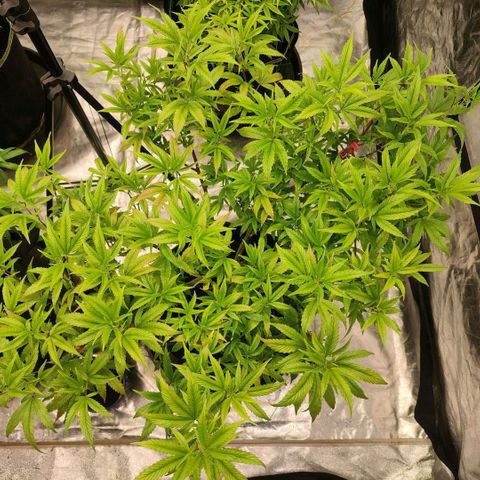 Permanent Marker  growlog timeline photo