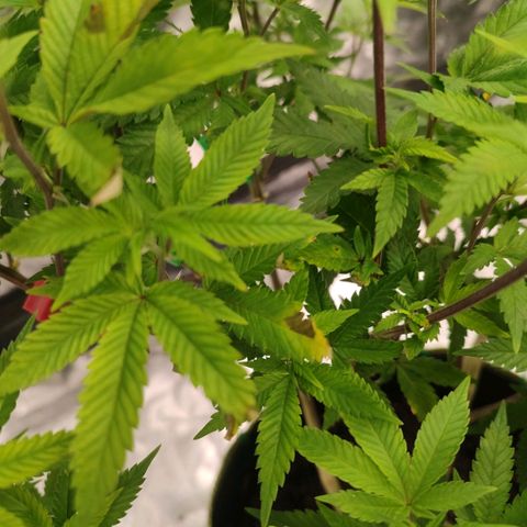 Banoreoz  growlog timeline photo