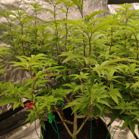 Banoreoz  growlog timeline photo