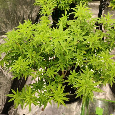 Banoreoz  growlog timeline photo