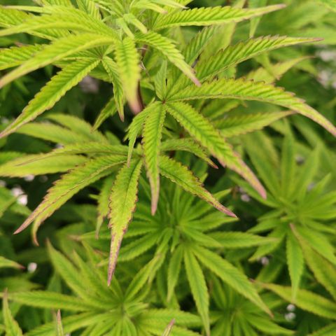 Cap Junky growlog timeline photo