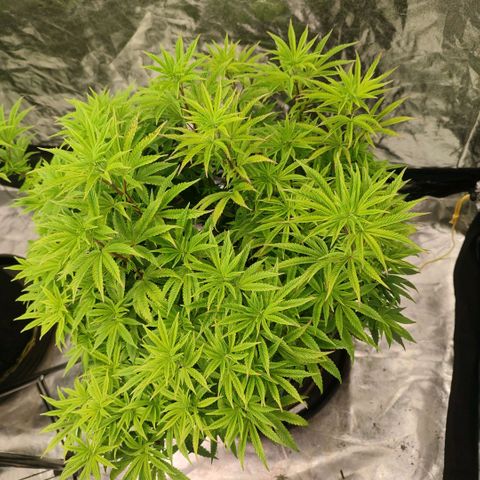 Cap Junky growlog timeline photo