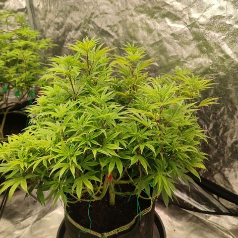 Cap Junky growlog timeline photo