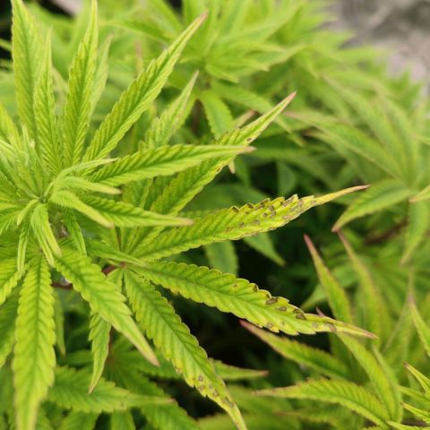 Cap Junky growlog timeline photo