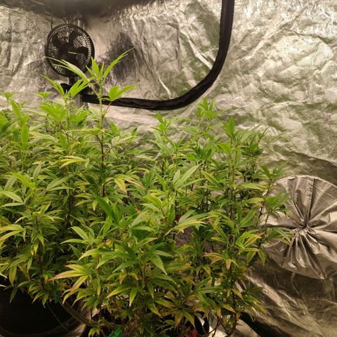 Permanent Marker  growlog timeline photo