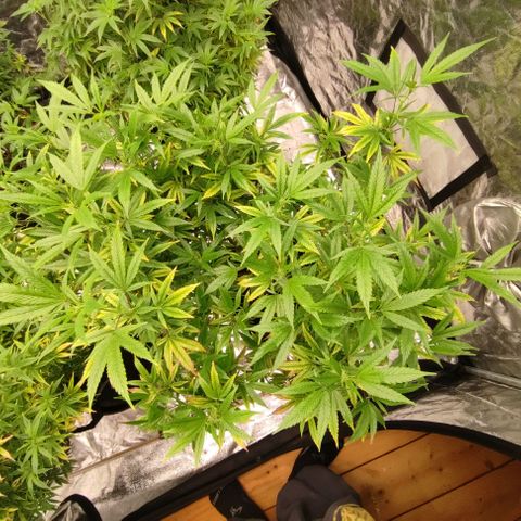 Permanent Marker  growlog timeline photo