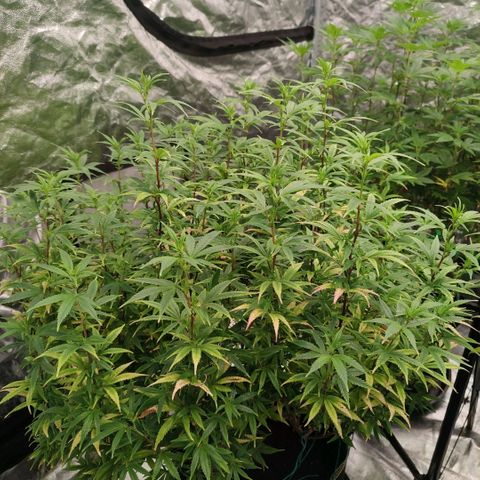 Candy Store growlog timeline photo