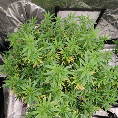 Candy Store growlog timeline photo
