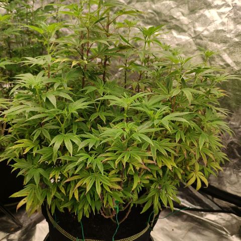Cap Junky growlog timeline photo