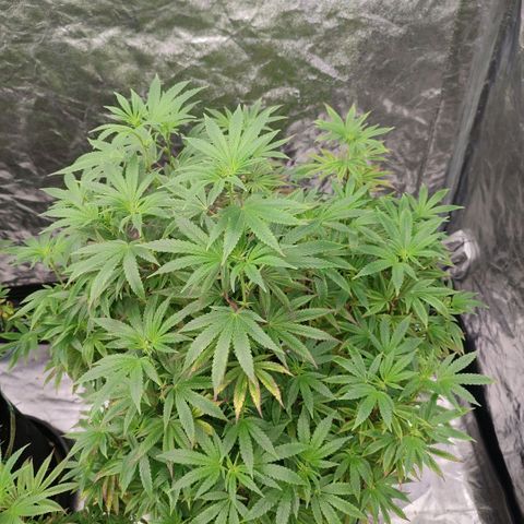 Cap Junky growlog timeline photo