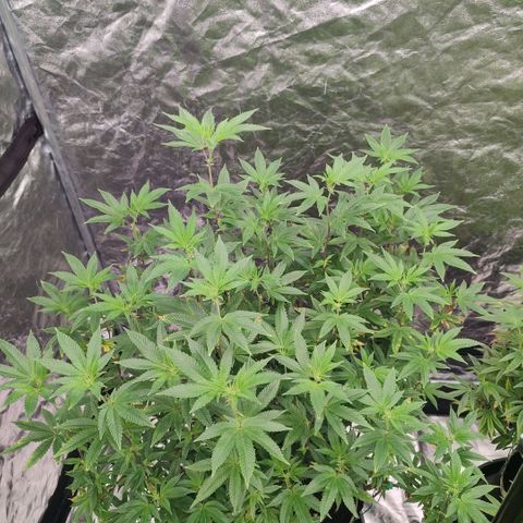 Banoreoz  growlog timeline photo