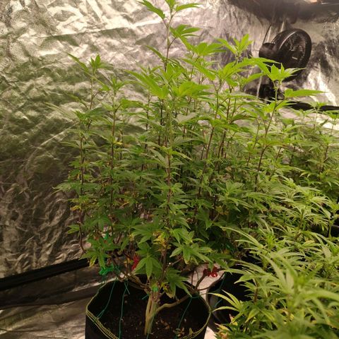 Banoreoz  growlog timeline photo