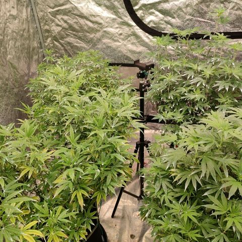 Banoreoz  growlog photo: Neemöl 