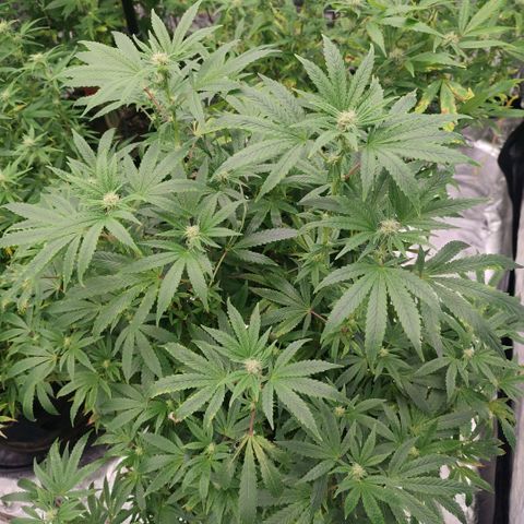 Banoreoz  growlog timeline photo