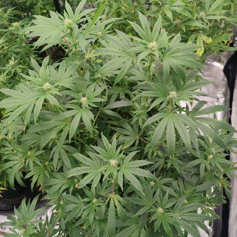 Banoreoz  growlog timeline photo