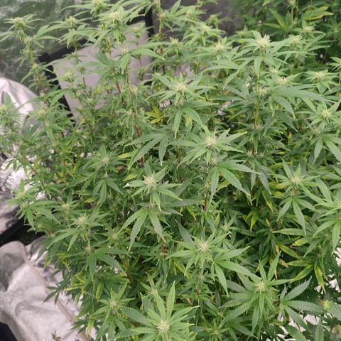 Banoreoz  growlog timeline photo