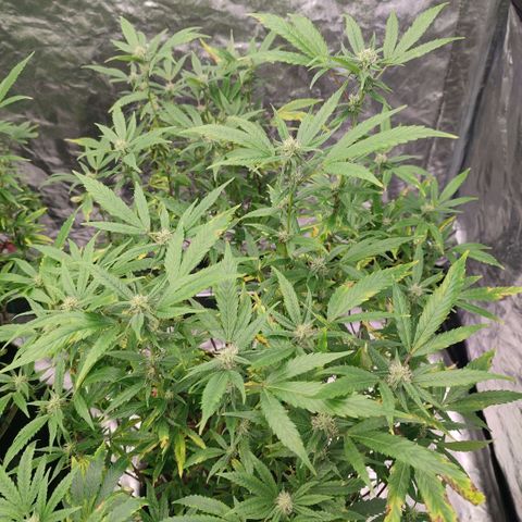 Banoreoz  growlog timeline photo