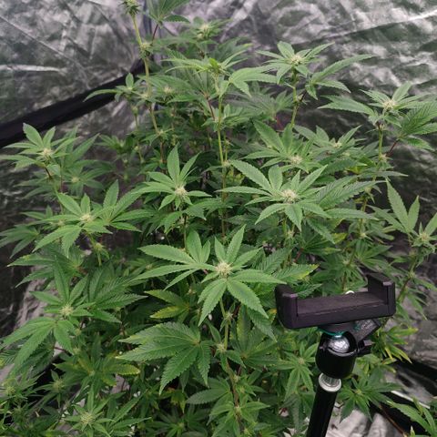 Banoreoz  growlog timeline photo