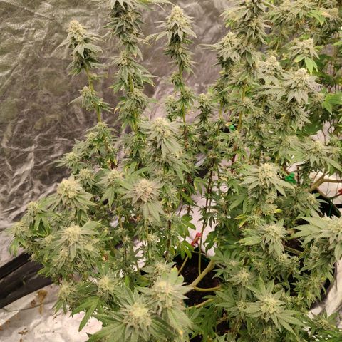 Cap Junky growlog timeline photo