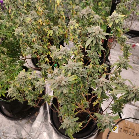 Permanent Marker  growlog timeline photo