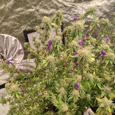 Candy Store growlog timeline photo