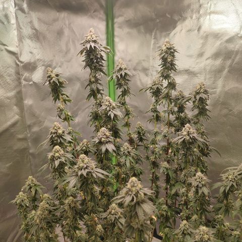 Cap Junky growlog timeline photo