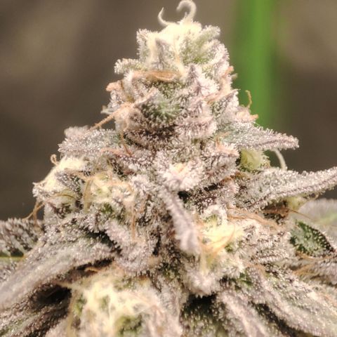 Cap Junky growlog timeline photo