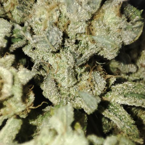 Banoreoz  growlog timeline photo