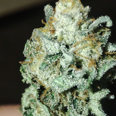 Cap Junky growlog timeline photo